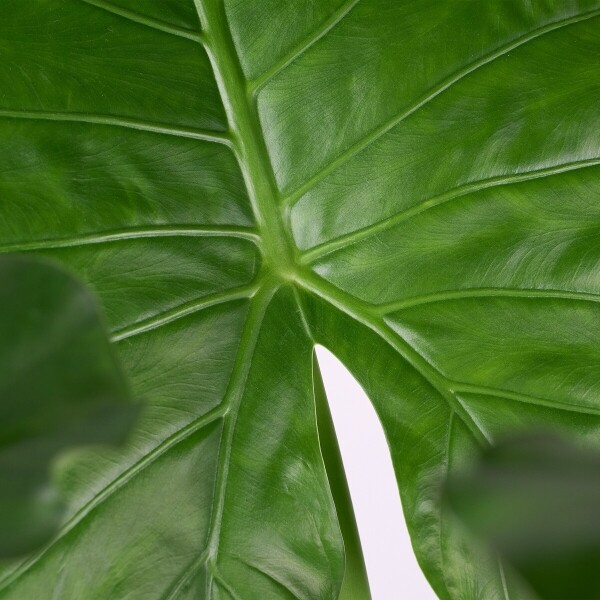 꽃집청년들,알로카시아(서울한정)