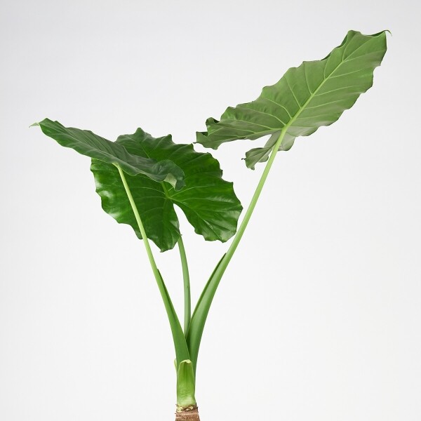 꽃집청년들,알로카시아(서울한정)