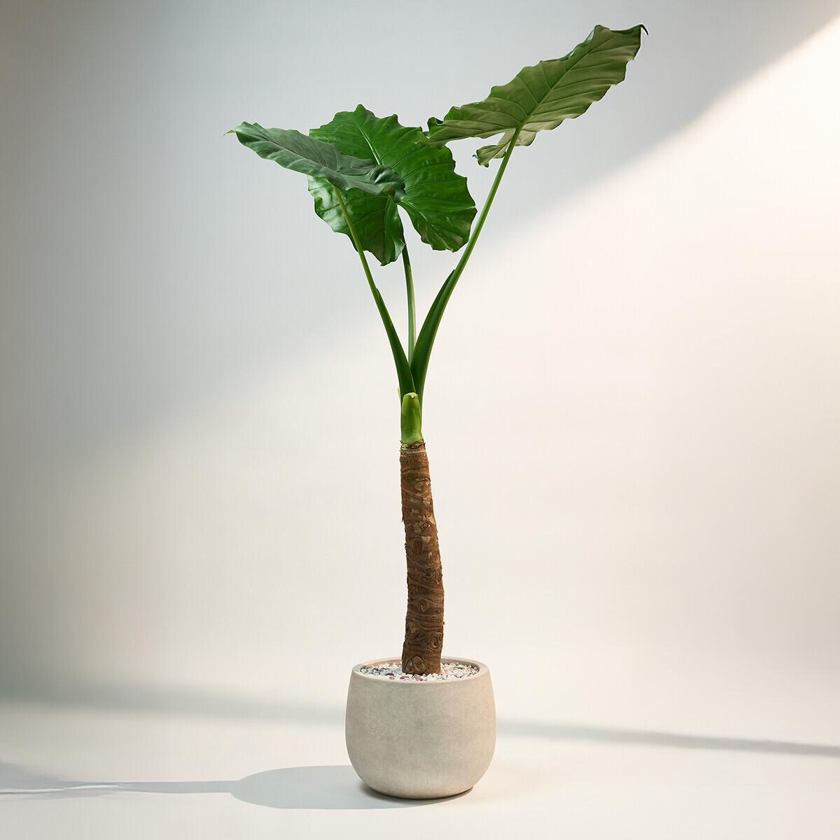 꽃집청년들,알로카시아(서울한정)