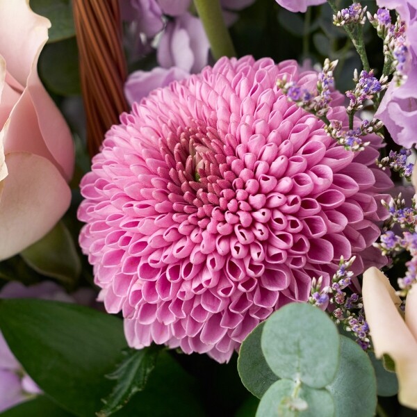 꽃집청년들,바이올렛 세이즈