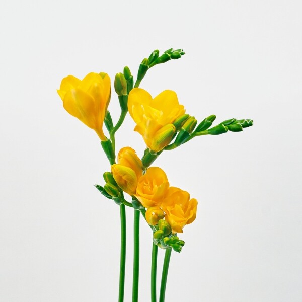 꽃집청년들,MIX 프리지아