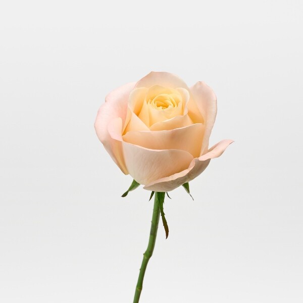 꽃집청년들,하젤 장미 5대