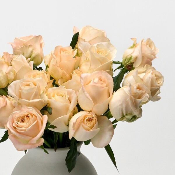 꽃집청년들,하젤 장미 5대