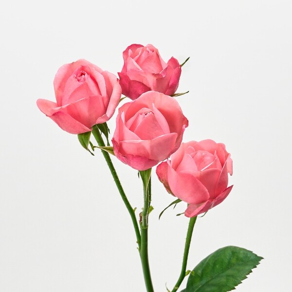 꽃집청년들,자나 장미 5대