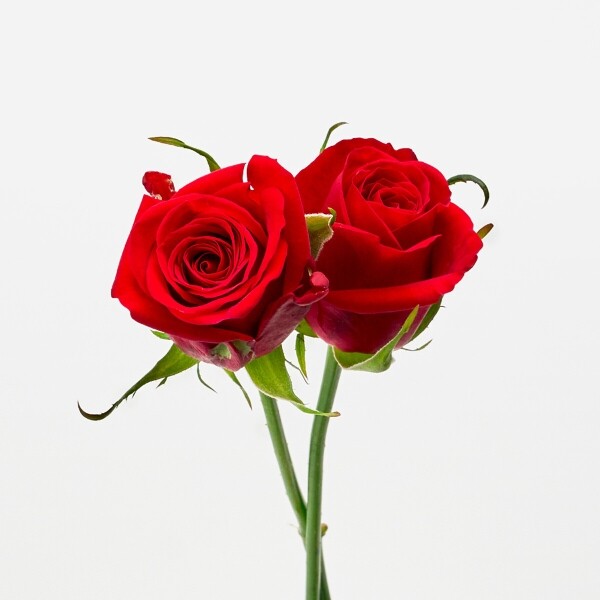 꽃집청년들,푸에고 장미 5대