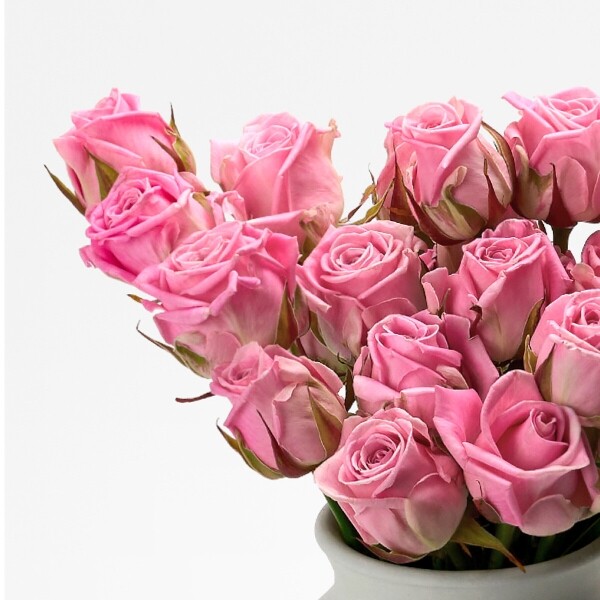 꽃집청년들,헤라 장미 5대