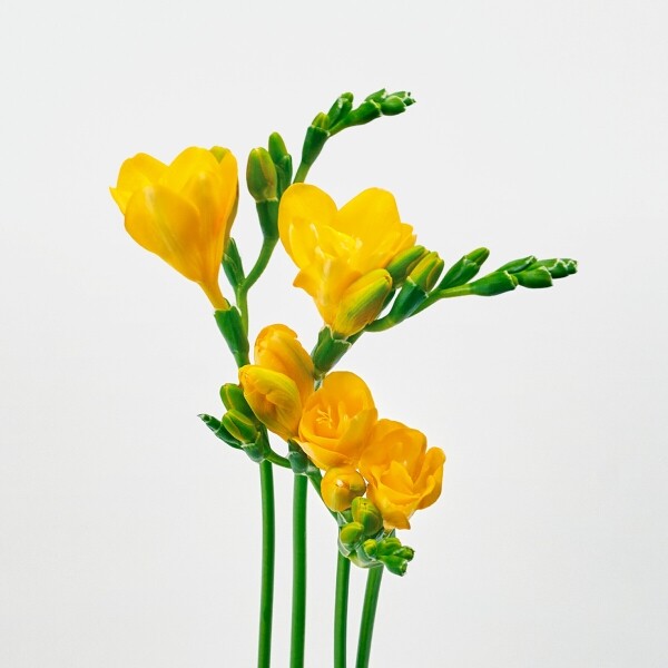 꽃집청년들,프리지아 10대