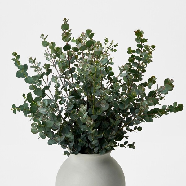 꽃집청년들,유칼립투스 구니 5대