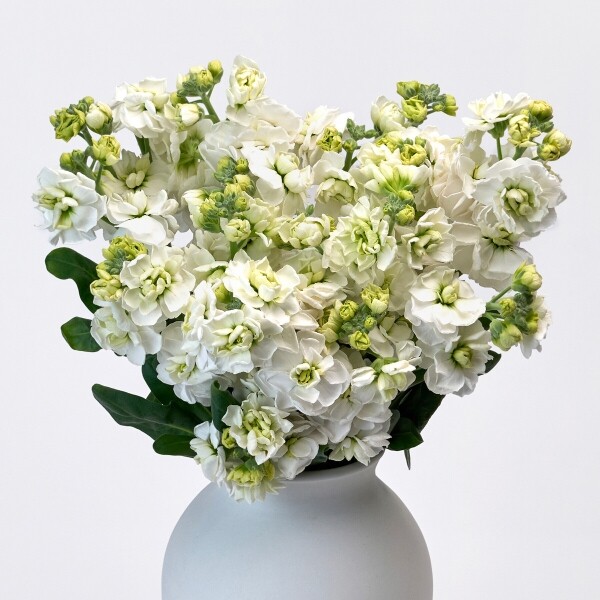 꽃집청년들,스토크 화이트 3대