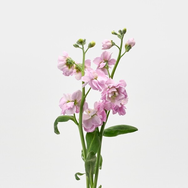 꽃집청년들,스토크 핑크 3대