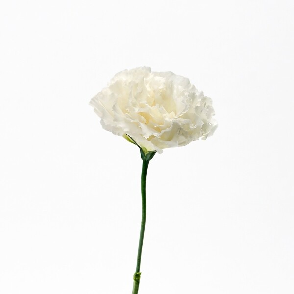 꽃집청년들,리시안셔스 화이트 5대