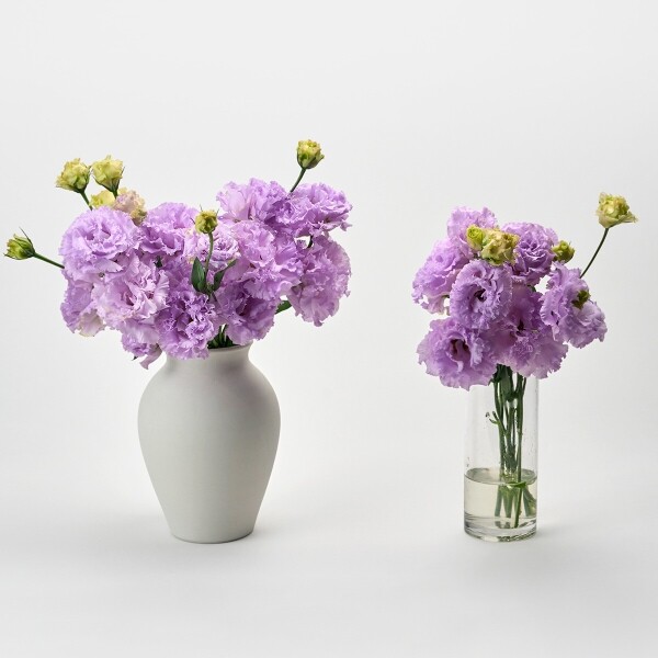 꽃집청년들,리시안셔스 라벤더 5대