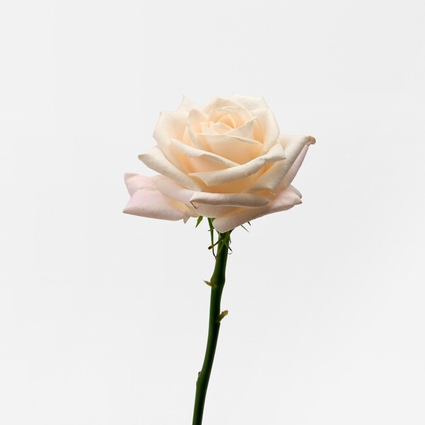 꽃집청년들,부르트 장미 5대