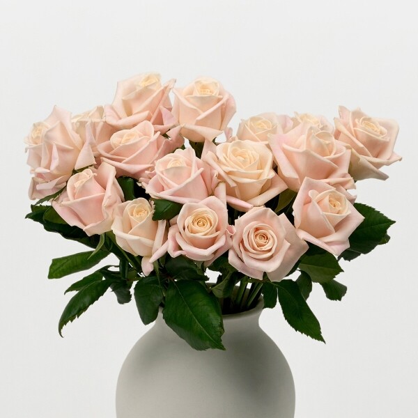 꽃집청년들,부르트 장미 5대