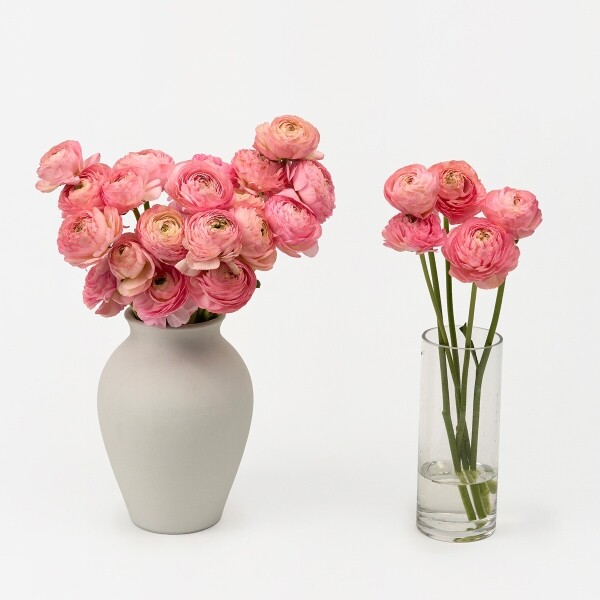 꽃집청년들,라넌큘러스 핑크 5대