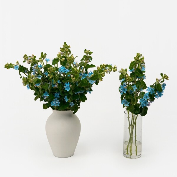 꽃집청년들,옥시 블루 5대