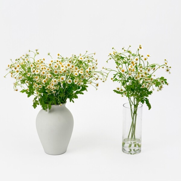 꽃집청년들,마트리카리아 5대