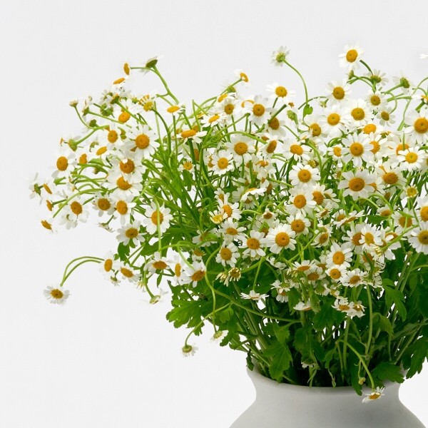 꽃집청년들,마트리카리아 5대