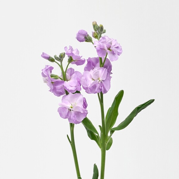 꽃집청년들,MIX 스토크