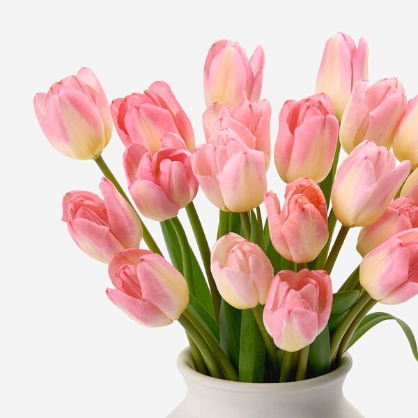 꽃집청년들,핑크 튤립 5대