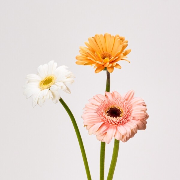 꽃집청년들,MIX 거베라