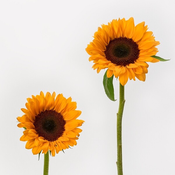 꽃집청년들,해바라기 5대