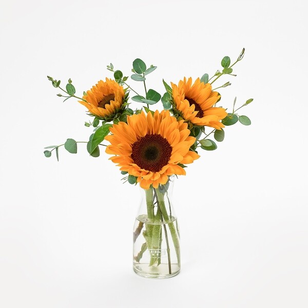 꽃집청년들,해바라기 5대