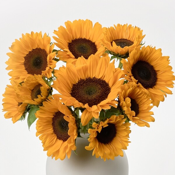 꽃집청년들,해바라기 5대