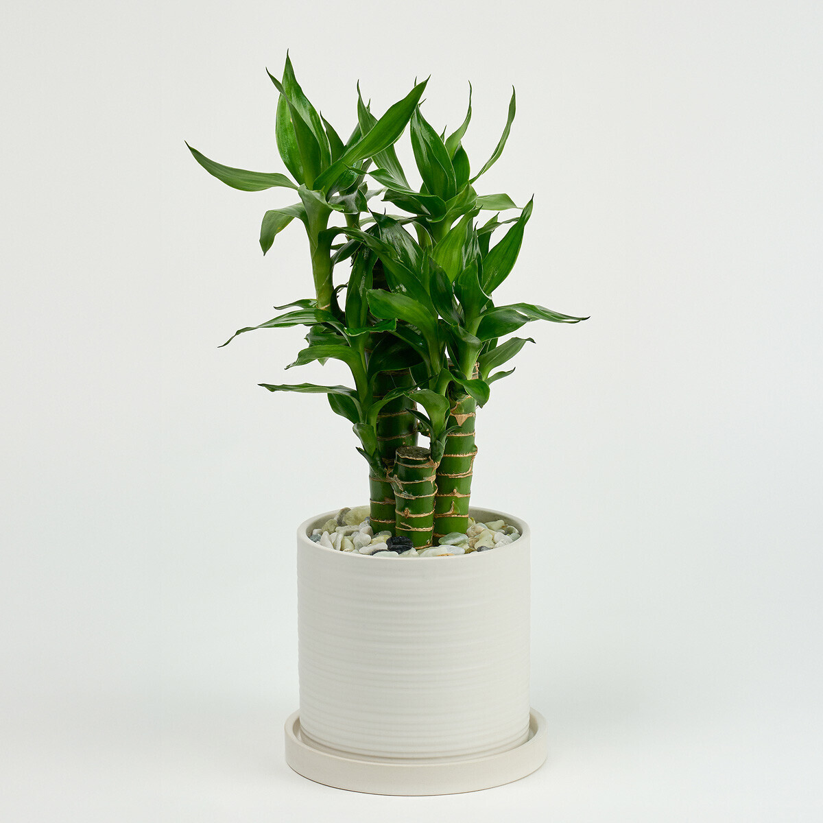 꽃집청년들,미니 연화죽