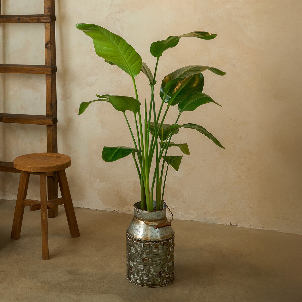 꽃집청년들,극락조 양동이 화분(서울한정)