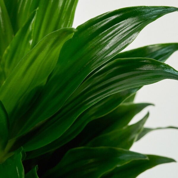 꽃집청년들,콤팩타 양동이 화분(서울한정)