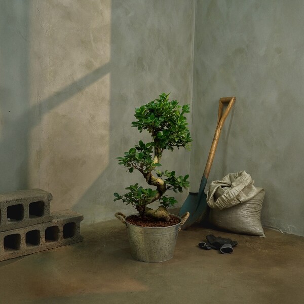 꽃집청년들,가지마루 양동이 화분(서울한정)