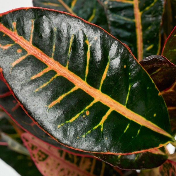 꽃집청년들,크로톤 양동이 화분(서울한정)