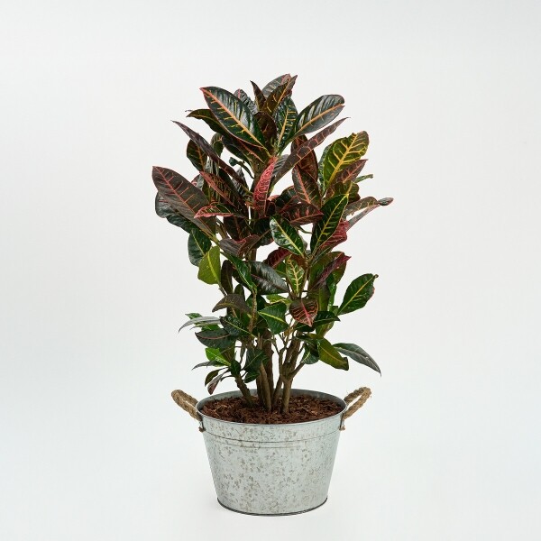 꽃집청년들,크로톤 양동이 화분(서울한정)