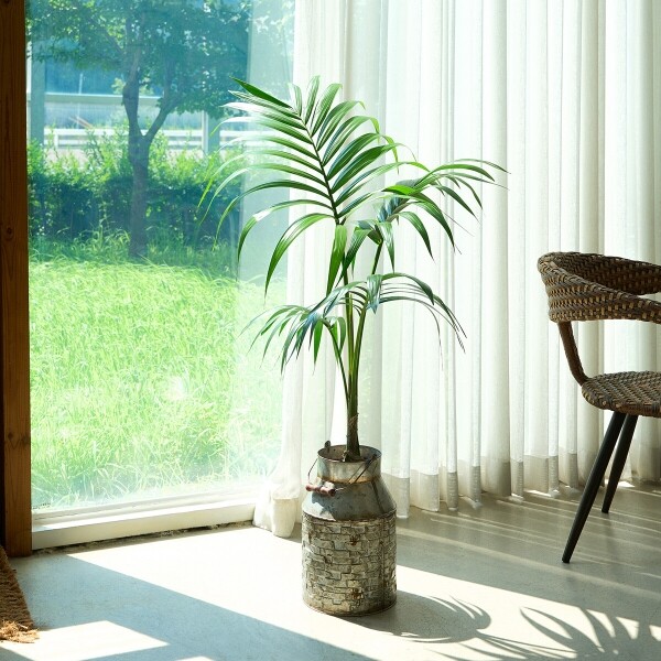 꽃집청년들,겐차야자 양동이 화분(서울한정)