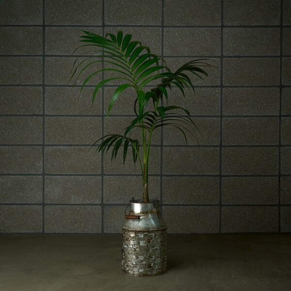 꽃집청년들,겐차야자 양동이 화분(서울한정)