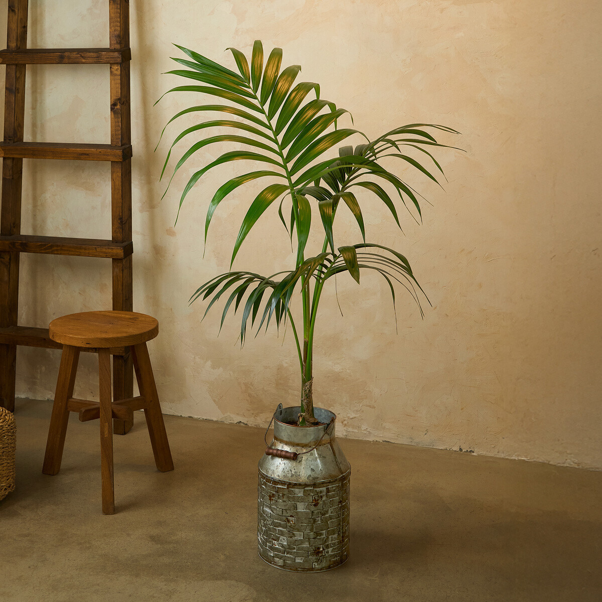 꽃집청년들,겐차야자 양동이 화분(서울한정)