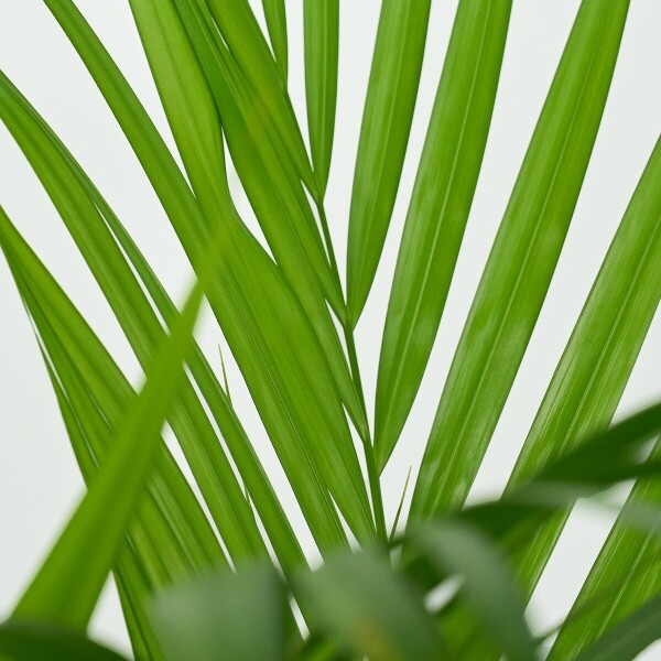 꽃집청년들,아레카야자 양동이 화분(서울한정)