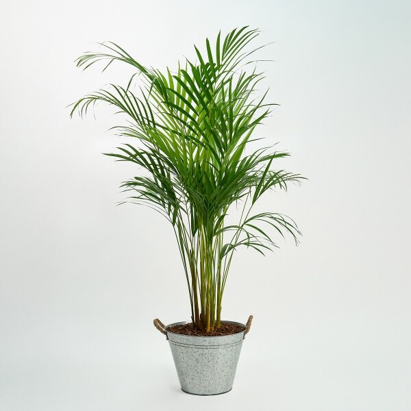 꽃집청년들,아레카야자 양동이 화분(서울한정)