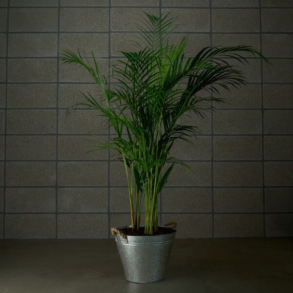 꽃집청년들,아레카야자 양동이 화분(서울한정)