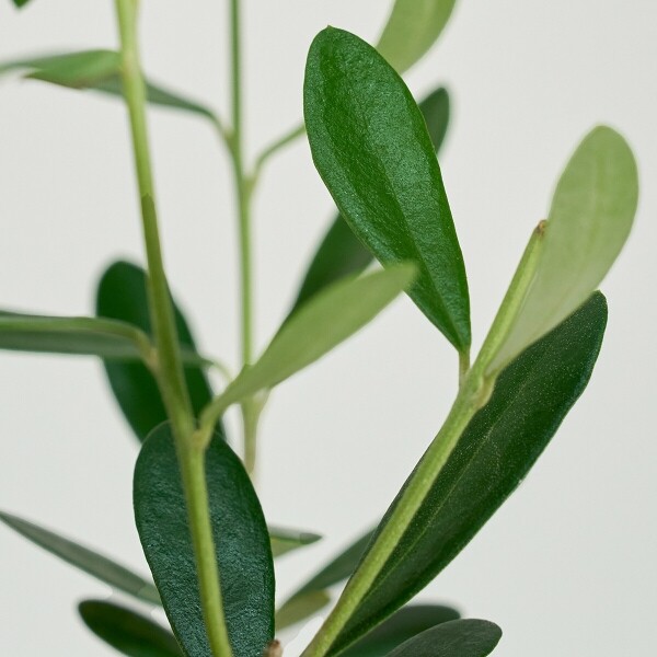 꽃집청년들,올리브 양동이 화분(서울한정)