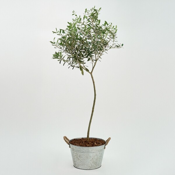 꽃집청년들,올리브 양동이 화분(서울한정)