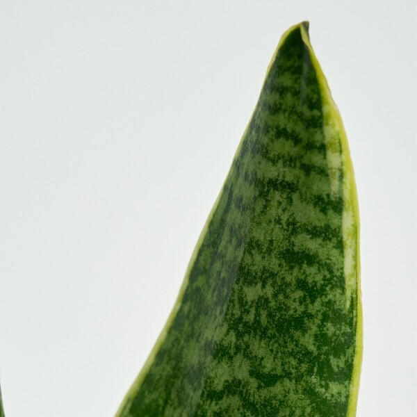 꽃집청년들,미니 산세베리아 양동이 화분