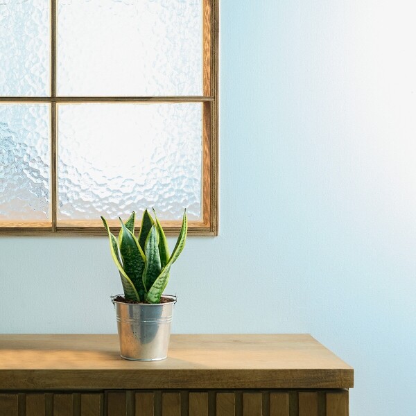 꽃집청년들,미니 산세베리아 양동이 화분