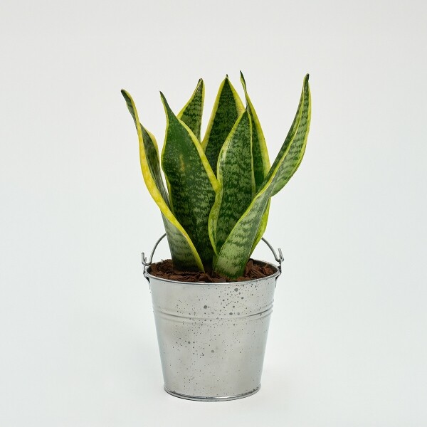 꽃집청년들,미니 산세베리아 양동이 화분