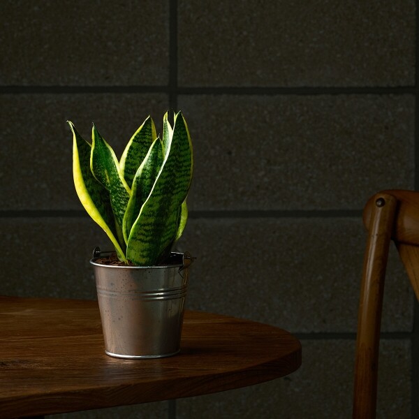 꽃집청년들,미니 산세베리아 양동이 화분