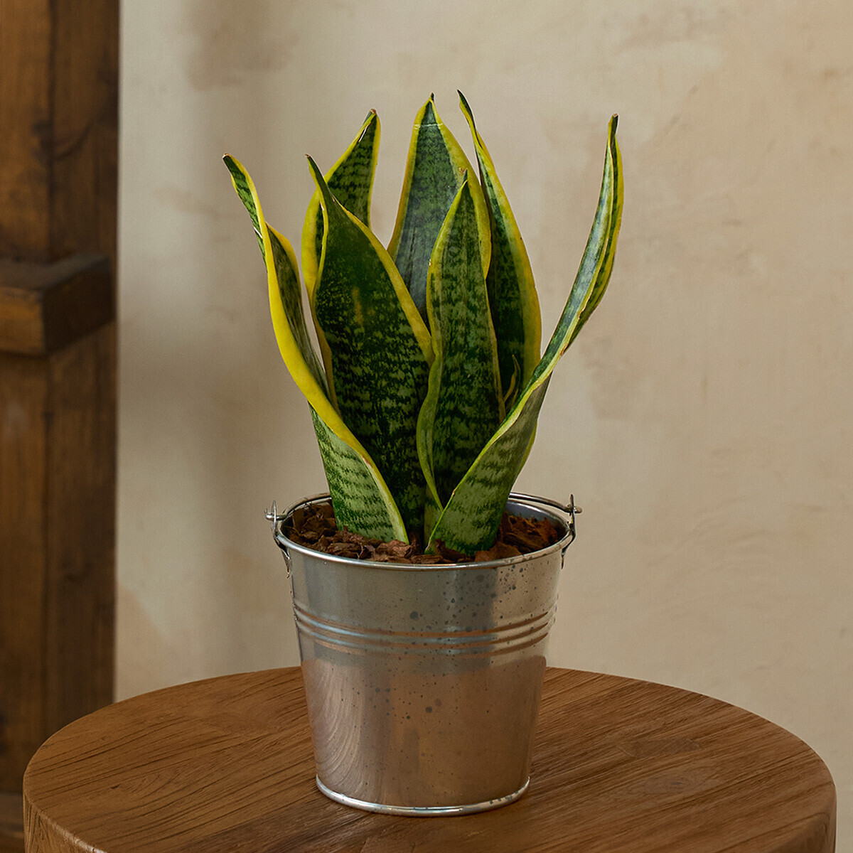 꽃집청년들,미니 산세베리아 양동이 화분