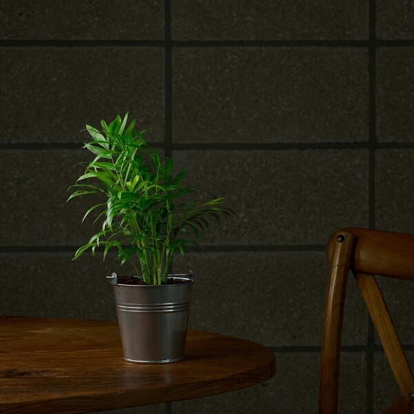 꽃집청년들,미니 테이블야자 양동이 화분