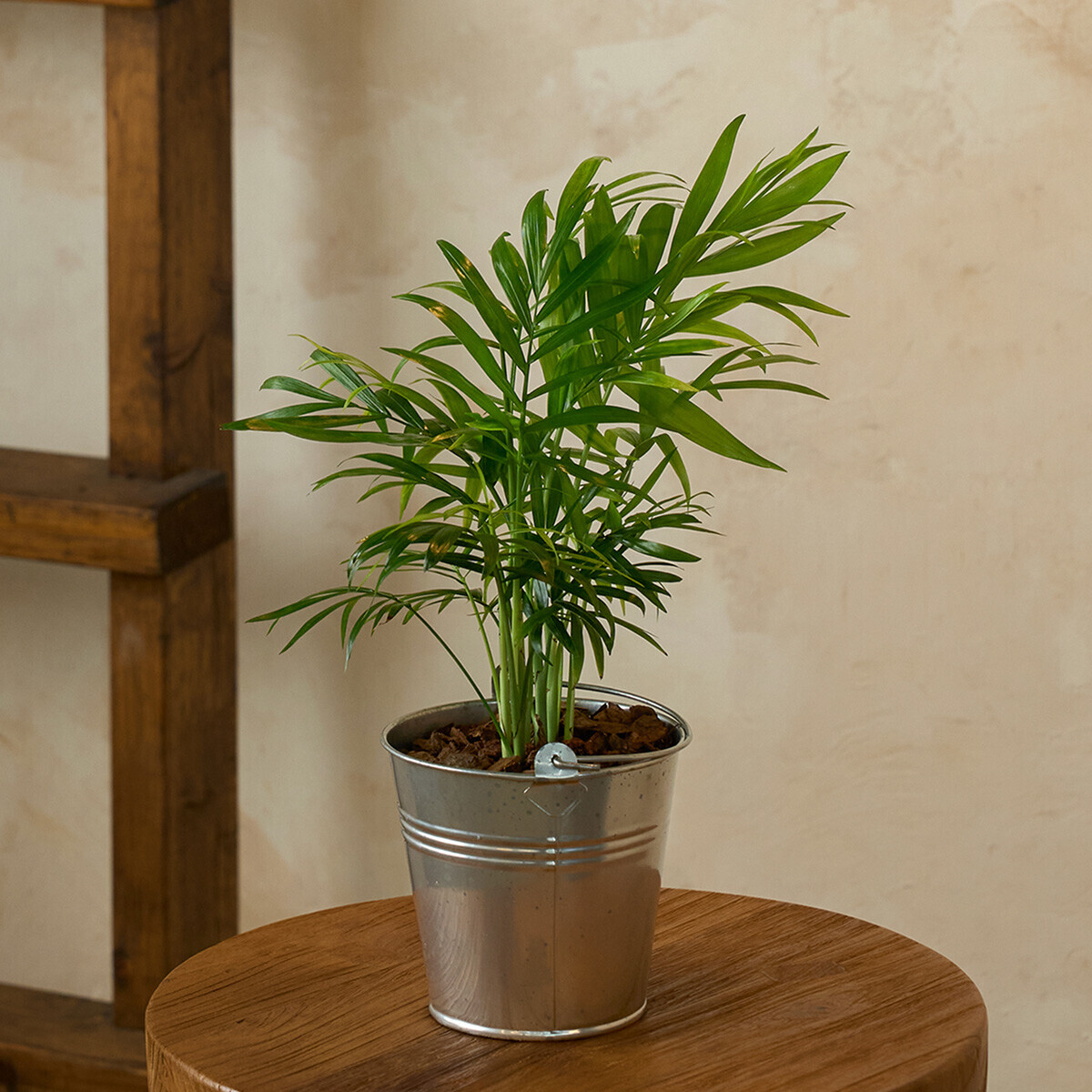 미니 테이블야자 양동이 화분