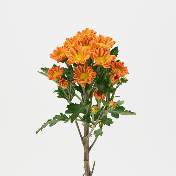 꽃집청년들,MIX 옐로우소국